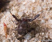 Sibianor aurocinctus