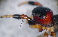 Sibianor larae