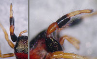 Sibianor larae