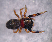 Sibianor larae