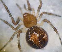 Simitidion simile