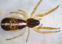 Singa nitidula