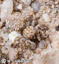 Sitticus distinguendus