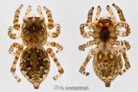 Sitticus distinguendus