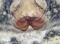 Sitticus distinguendus