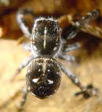 Sitticus floricola