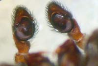 Sitticus floricola