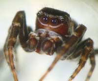 Sitticus floricola