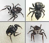 Sitticus floricola