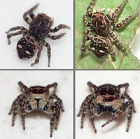 Sitticus floricola