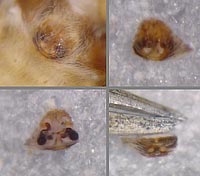 Sitticus floricola