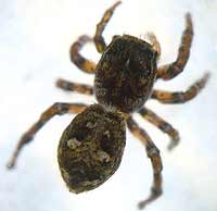 Sitticus floricola