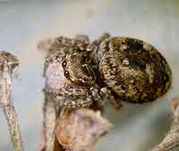 Sitticus floricola