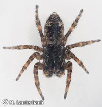 Sitticus pubescens