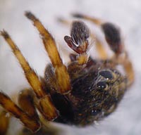 Sitticus pubescens