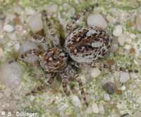Sitticus pubescens