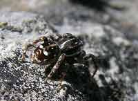 Sitticus rupicola