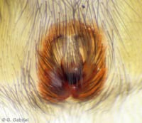 Sosticus loricatus