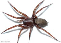 Sosticus loricatus