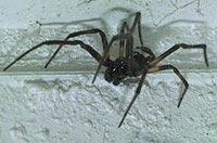 Steatoda albomaculata