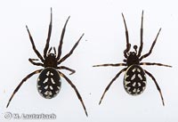 Steatoda albomaculata