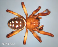 Steatoda albomaculata