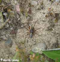 Steatoda albomaculata