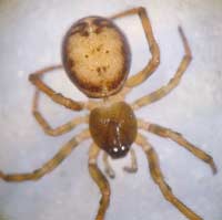 Steatoda bipunctata