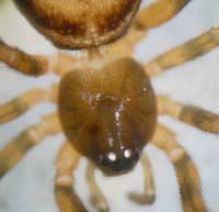 Steatoda bipunctata