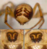 Steatoda bipunctata