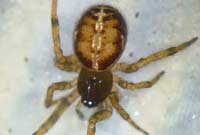 Steatoda bipunctata