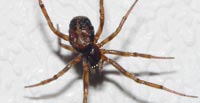 Steatoda bipunctata