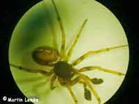 Steatoda bipunctata