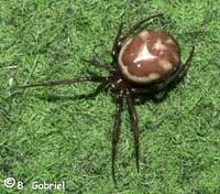 Steatoda grossa -> anklicken zum vergrössern (click to enlarge)