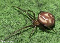 Steatoda grossa -> anklicken zum vergrössern (click to enlarge)