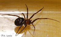 Steatoda grossa -> anklicken zum vergrössern (click to enlarge)