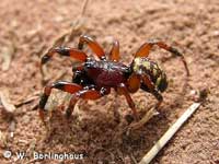 Steatoda phalerata