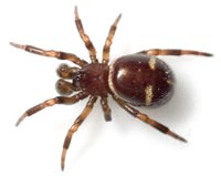 Steatoda phalerata