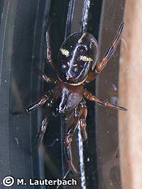 Steatoda phalerata