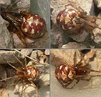 Steatoda triangulosa