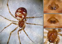 Steatoda triangulosa