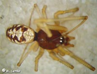 Steatoda triangulosa