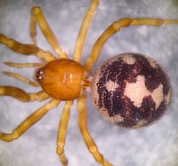 Steatoda triangulosa