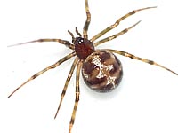 Steatoda triangulosa