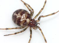 Steatoda triangulosa