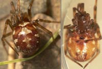 Steatoda triangulosa