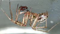 Stemonyphantes lineatus -> anklicken zum vergrössern (click to enlarge)