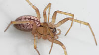 Stemonyphantes lineatus -> anklicken zum vergrössern (click to enlarge)