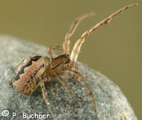 Stroemiellus stroemi