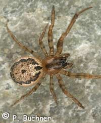 Stroemiellus stroemi